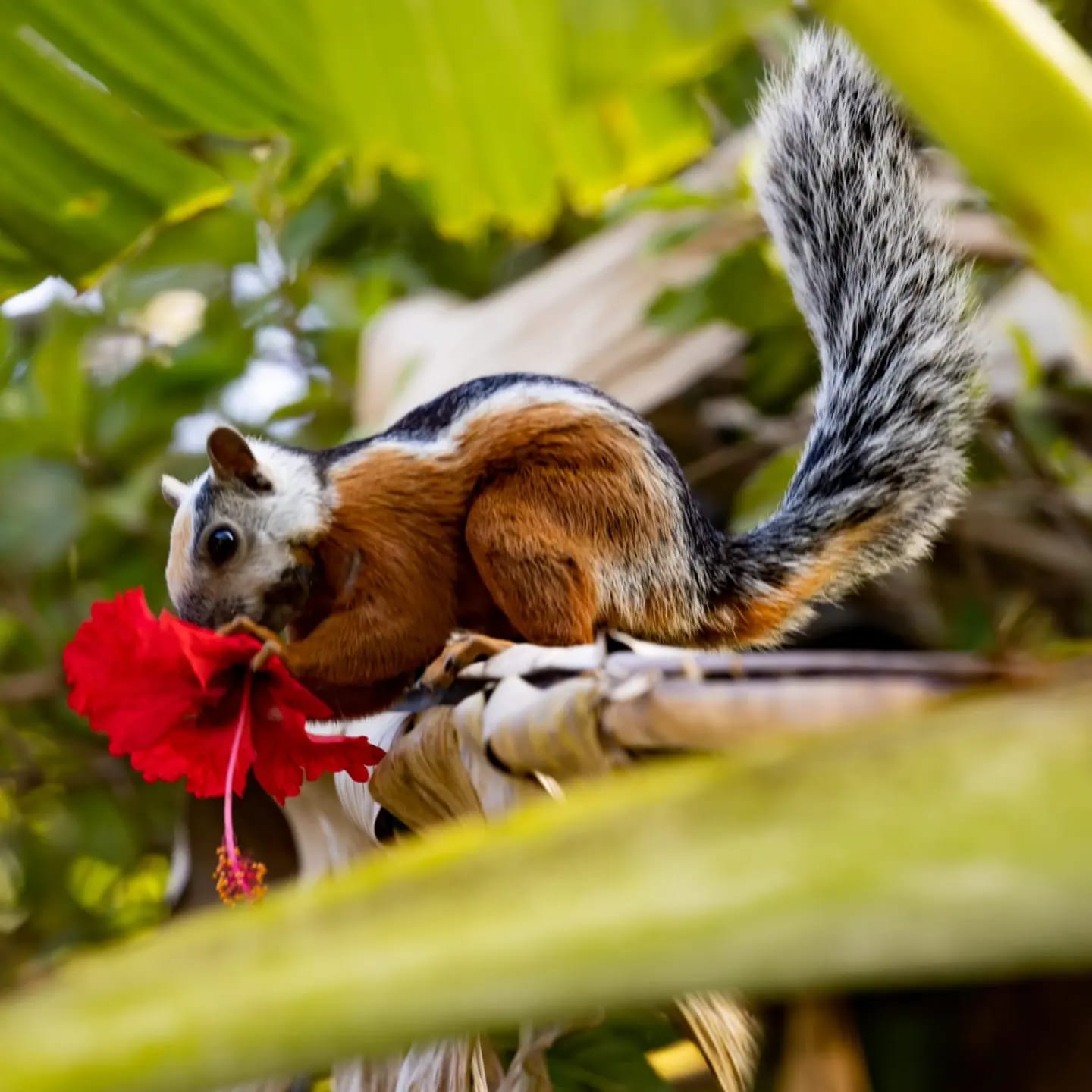 Variegated squirrel nibbling a hibiscus flower, photographed by a guest