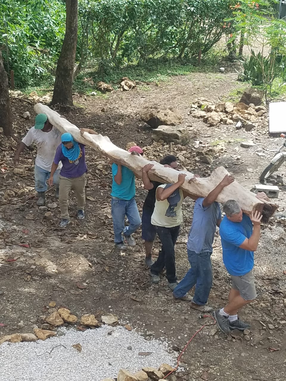 Chris and Chilo's crew shouldering a massive hand-hewn Quiebrahacha timber up the hillside to become a pillar of the Almendras rancho.