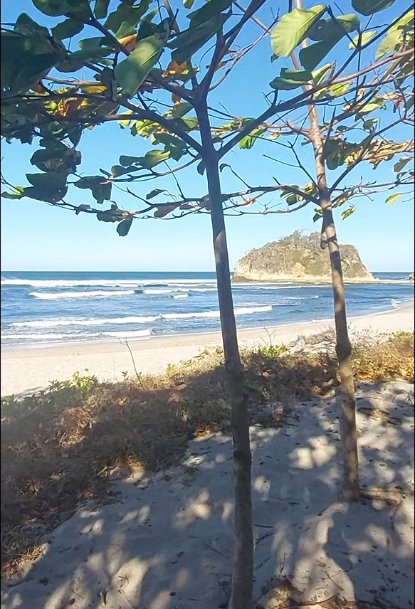 Arrival view of Playa Pelada — the offshore island framed by sea-almond branches, with clean surf rolling in.