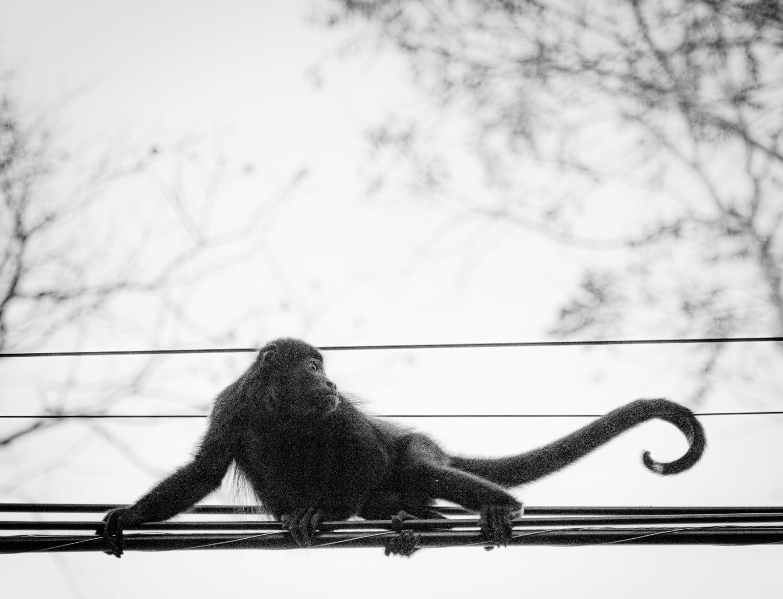 Howler monkey resting on a power line, photographed by a guest