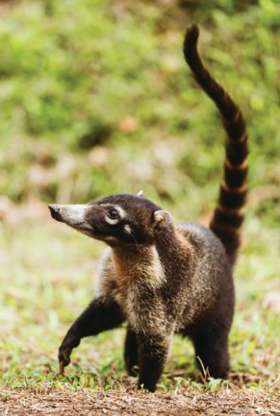 Pizote (coati) exploring the gardens, photographed by a guest