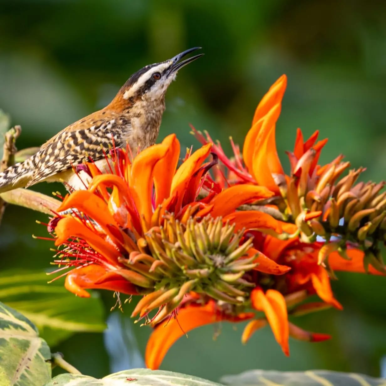 Rufous-naped wren perched on a vibrant orange coral tree blossom, photographed by a guest