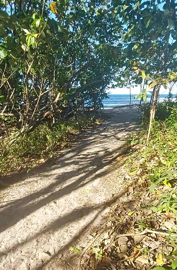 Sunlit sand path winding through sea-almond trees toward the turquoise water at Playa Pelada.